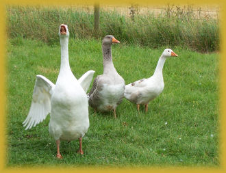 the friendly geese