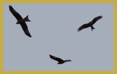 kites/buzzards